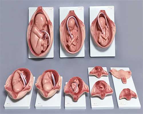 探寻求子之路：精细费用解析与成功助孕指南